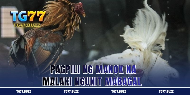 Pagpili ng Manok na Malaki ngunit Mabagal