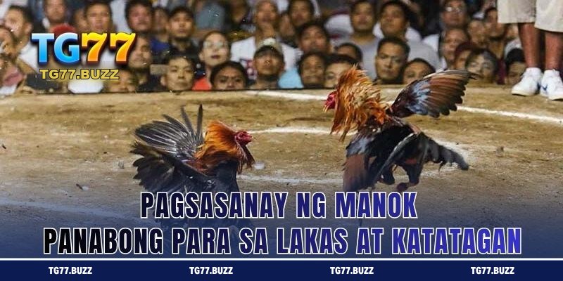 Pagsasanay ng Manok Panabong para sa Lakas at Katatagan