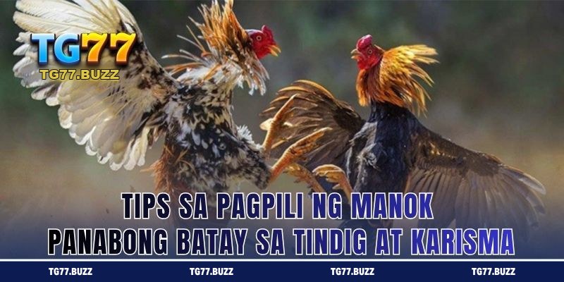Tips sa Pagpili ng Manok Panabong Batay sa Tindig at Karisma
