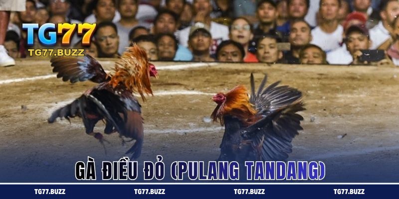 Pulang Tandang